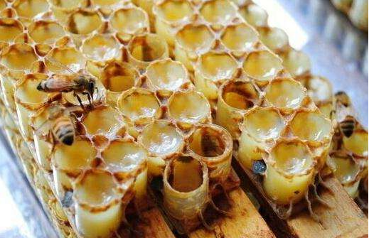 蜜蜂|蜜蜂的性别由食物决定？谣言！染色体才是决定蜜蜂性别的因素