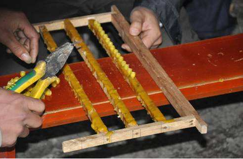 蜜蜂|蜜蜂的性别由食物决定？谣言！染色体才是决定蜜蜂性别的因素