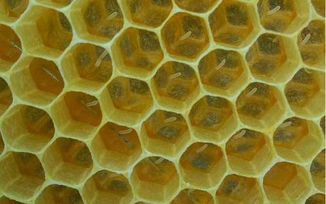 蜜蜂|蜜蜂的性别由食物决定？谣言！染色体才是决定蜜蜂性别的因素