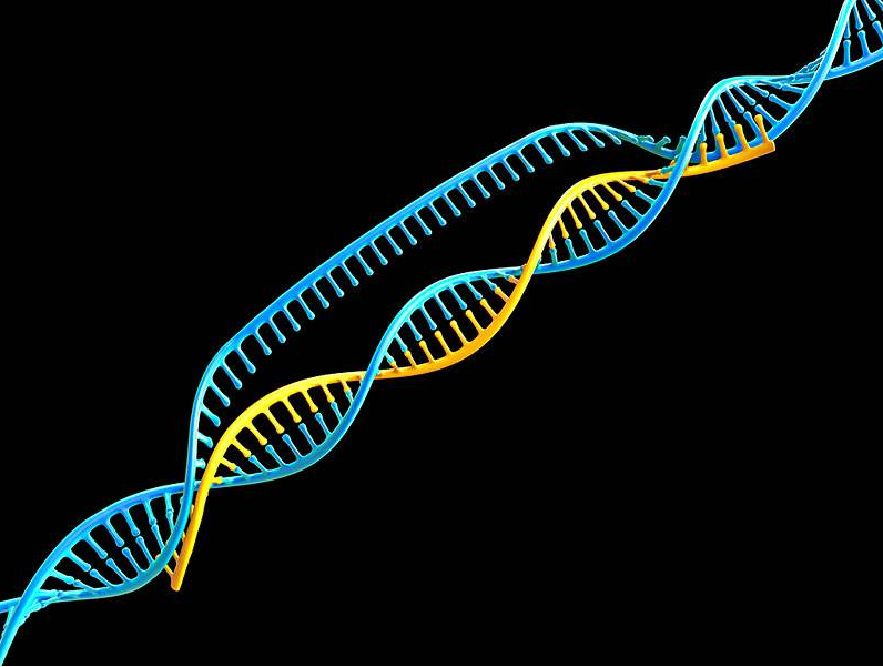 蜜蜂|蜜蜂的性别由食物决定？谣言！染色体才是决定蜜蜂性别的因素