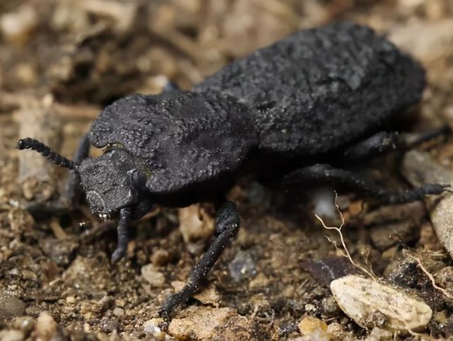 恶魔般的铁甲虫几乎坚不可摧,汽车都压不死,科学家终于搞明白了_腾讯