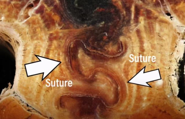 甲虫|恶魔般的铁甲虫几乎坚不可摧，汽车都压不死，科学家终于搞明白了