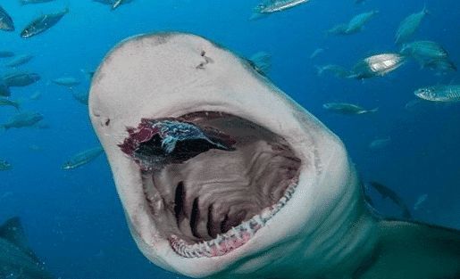 为何啥都吃的鲨鱼不吃海豚鲨鱼不是不想是不敢