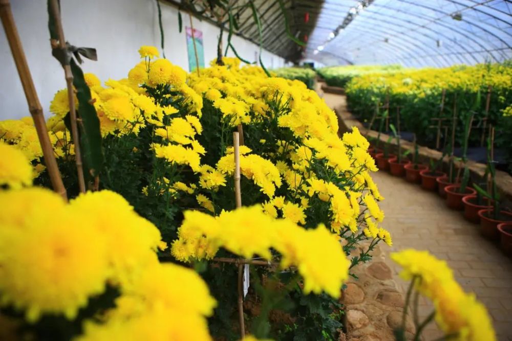 菊花|打卡～西柏店菊花盛开 静待游客采摘