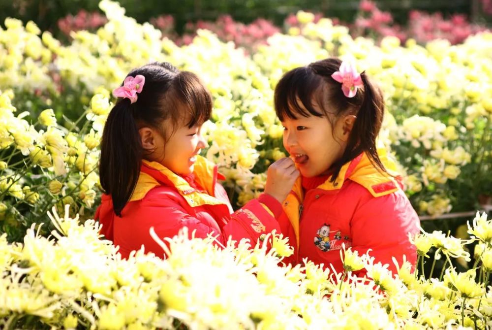 菊花|打卡～西柏店菊花盛开 静待游客采摘