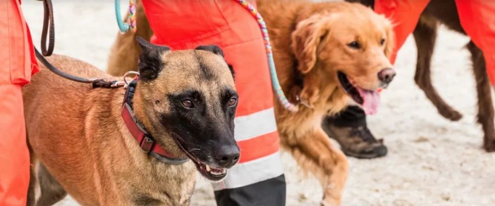 国际搜救犬联盟中国正式发布国内首本搜救犬专业书