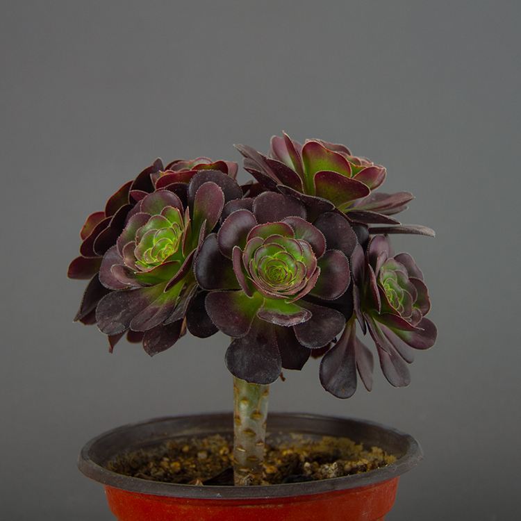 多肉植物品种众多 哪些比较受欢迎 腾讯新闻