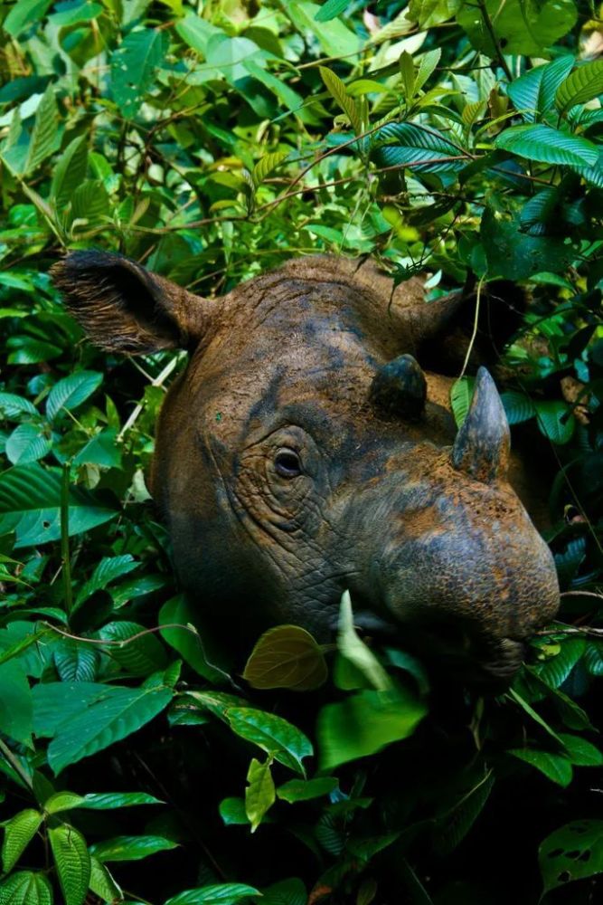 犀牛|苏门答腊犀为何会从中国消失？去年马来西亚也宣布它在本国灭绝了