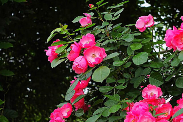 薔薇花顏色多愛攀爬想養在院子裡需要做什麼