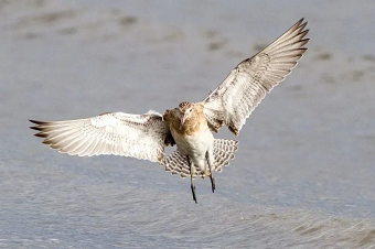 医生|趣知识：99％的铲屎官都不知道的小知识！