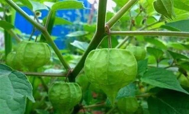 地里的野草(二)