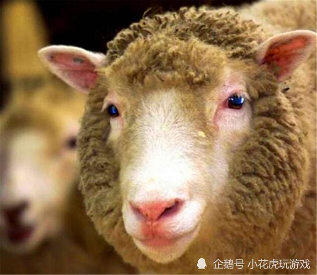 克隆羊|克隆羊1996年已经有了，为何却没有克隆人？羊的下场让人后背发凉