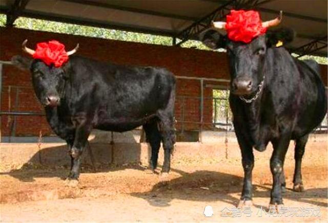 克隆羊|克隆羊1996年已经有了，为何却没有克隆人？羊的下场让人后背发凉