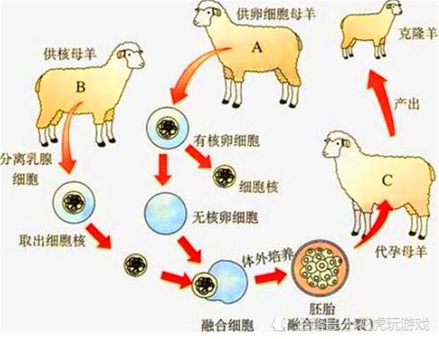 克隆羊|克隆羊1996年已经有了，为何却没有克隆人？羊的下场让人后背发凉