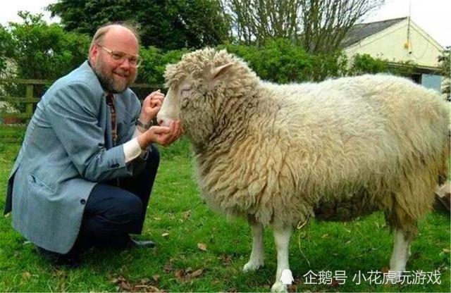 克隆羊|克隆羊1996年已经有了，为何却没有克隆人？羊的下场让人后背发凉