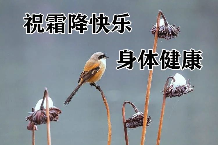 10月23日霜降最漂亮早上好动态表情图片大全早晨好动图美图大全