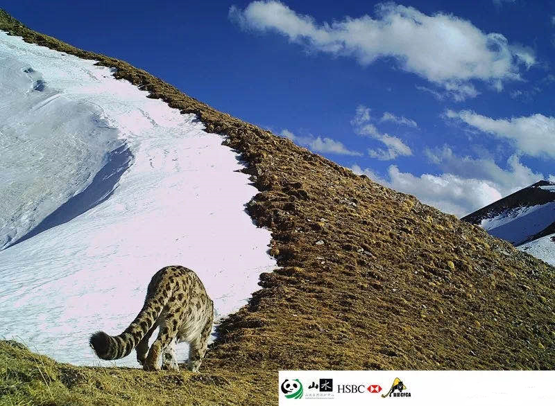 雪豹|需要多少努力，才能给雪豹一个光明的未来？