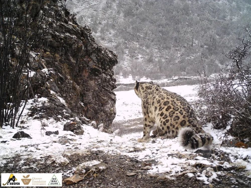 雪豹|需要多少努力，才能给雪豹一个光明的未来？