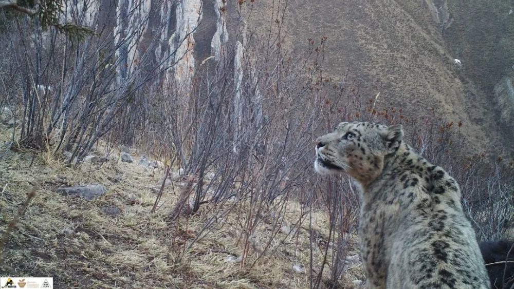 雪豹|需要多少努力，才能给雪豹一个光明的未来？