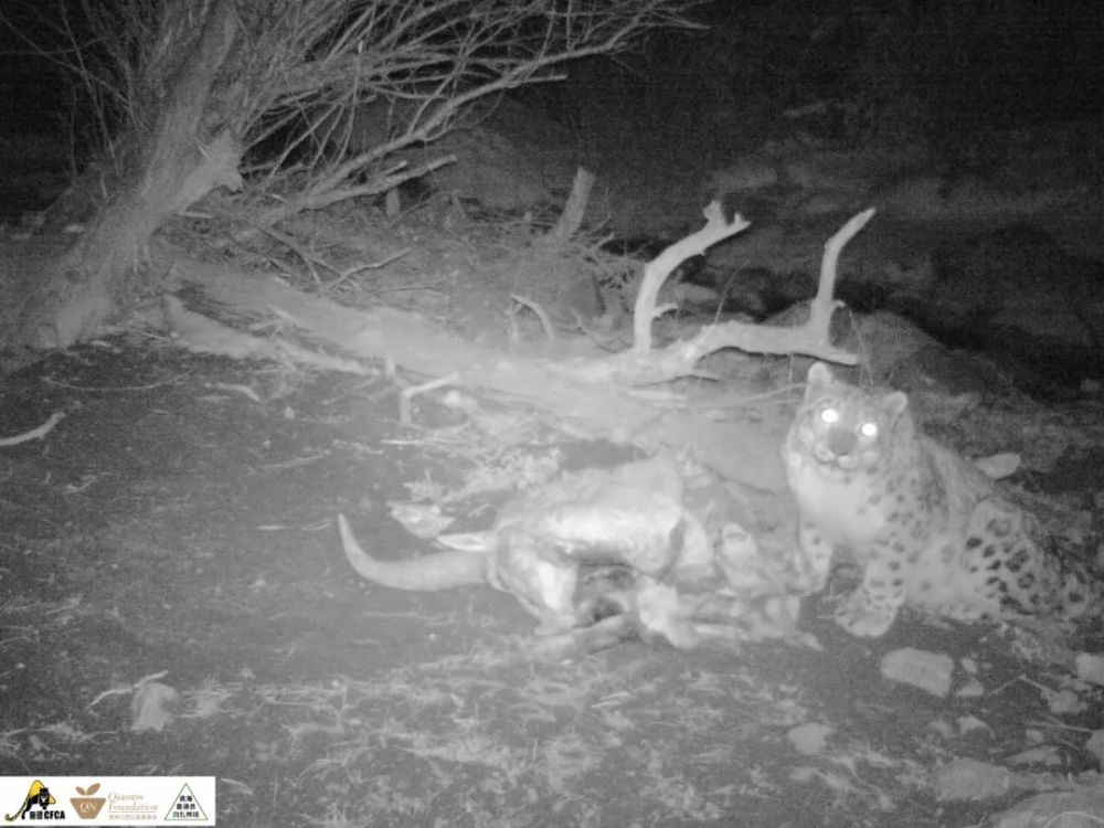 雪豹|需要多少努力，才能给雪豹一个光明的未来？