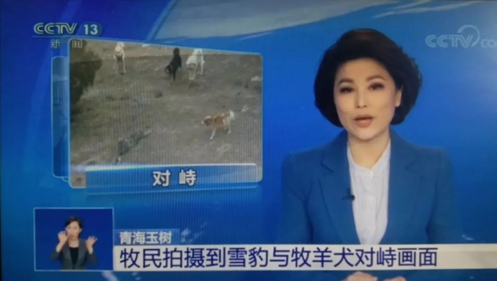 雪豹|需要多少努力，才能给雪豹一个光明的未来？