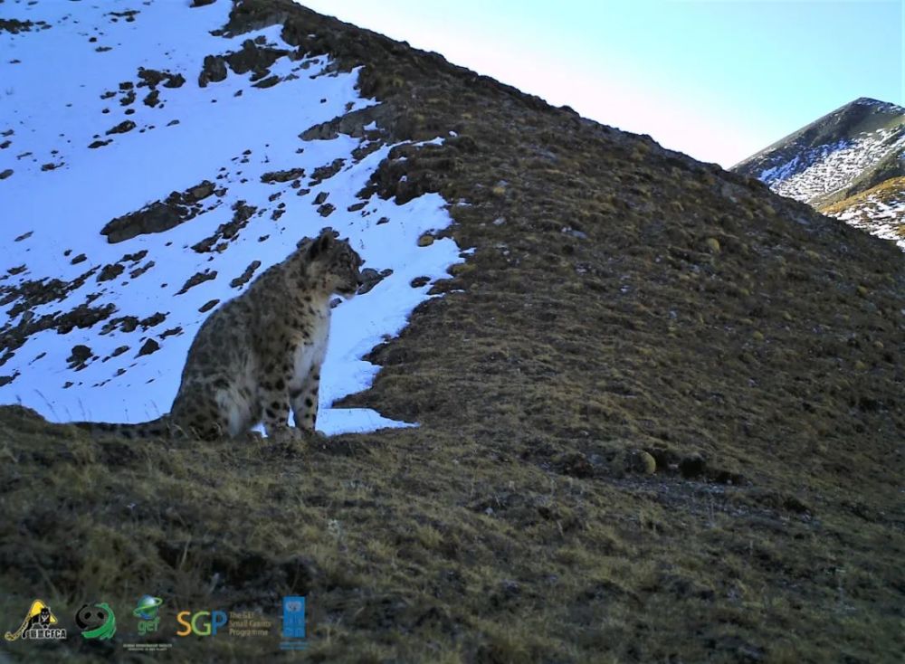 雪豹|需要多少努力，才能给雪豹一个光明的未来？