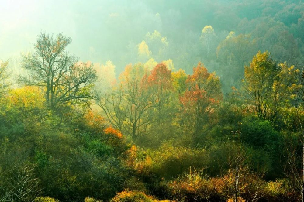 秋日|静坐听雨，方觉秋深
