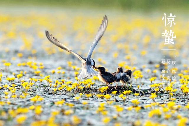 春分|二十四节气，大自然的脉搏