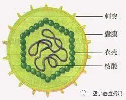 疫苗|疫苗究竟是个什么东西，病毒还是细菌？