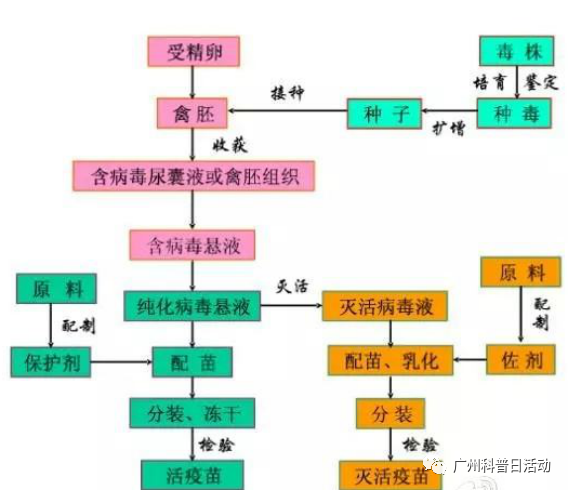 疫苗|疫苗究竟是个什么东西，病毒还是细菌？