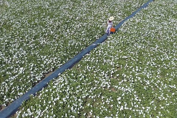 浪漫台湾十月雪季节限定 纯白系花海拍美照 台湾 旅游 嘉义