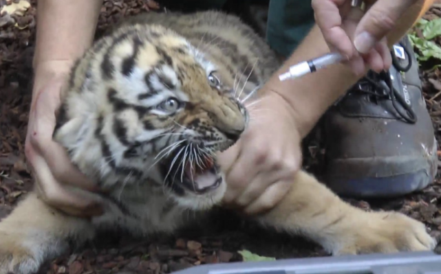 當飼養員想再次抱起來的時候,這隻小老虎似乎是生氣了張牙舞爪的.