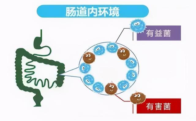 大便不成形跟腸道菌群失衡有關教你改善大便不成形促進腸道健康的方法