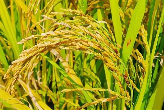 霜降|霜降来临，霜降前下霜好还是霜降后下霜好？看看老农怎么说