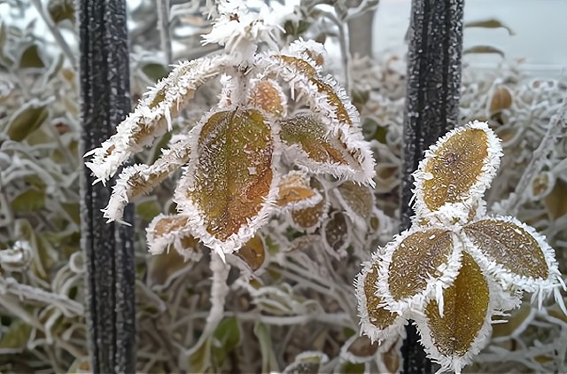 霜降|霜降来临，霜降前下霜好还是霜降后下霜好？看看老农怎么说