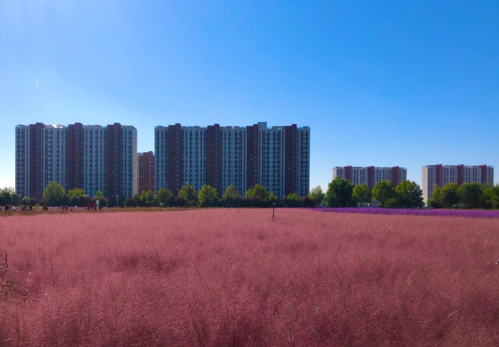 金秋|“粉红花海”虽美，但观赏粉黛乱子草还有这些得注意