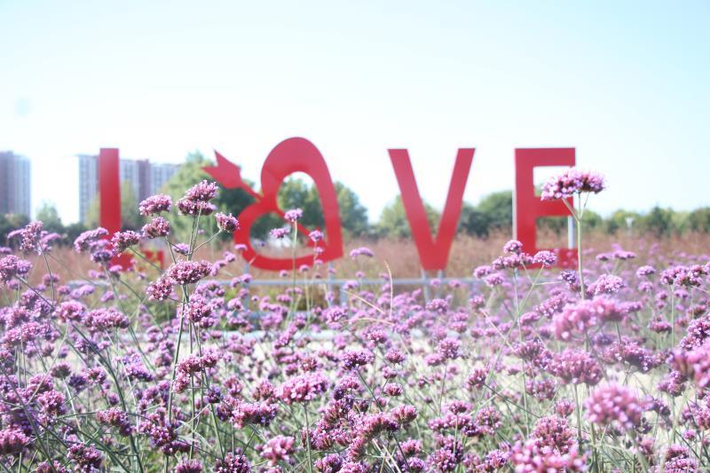 金秋|“粉红花海”虽美，但观赏粉黛乱子草还有这些得注意