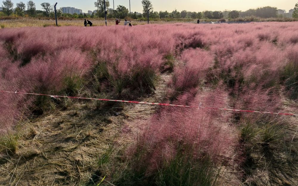 公园|狼垡森林公园“网红”粉黛子草被踩踏 保安嗓子都喊哑了