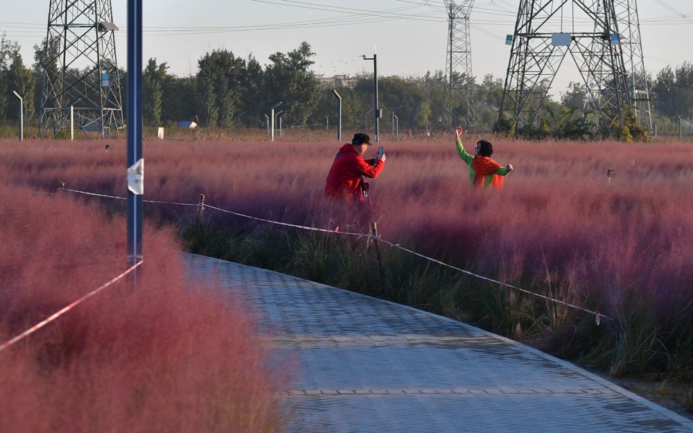 公园|狼垡森林公园“网红”粉黛子草被踩踏 保安嗓子都喊哑了