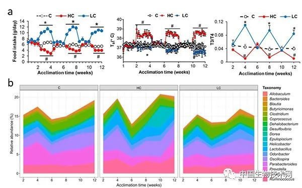 菌群|动物所揭示野生动物及其肠道菌群响应周期性温度波动的生理适应机制