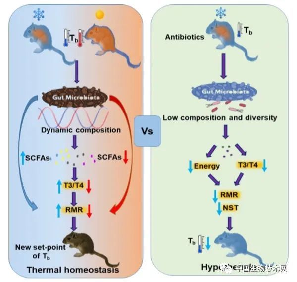 菌群|动物所揭示野生动物及其肠道菌群响应周期性温度波动的生理适应机制