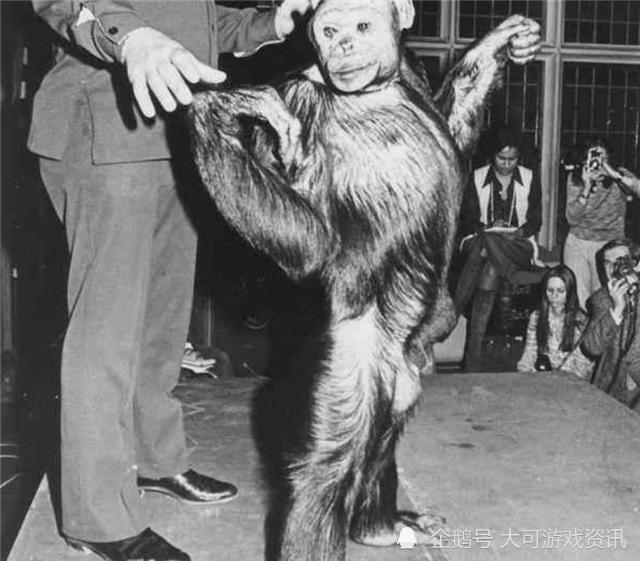 黑猩猩|这一只黑猩猩已经基因突变，差点变成人，它们与人类只差1.2％