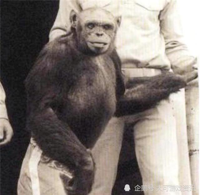 黑猩猩|这一只黑猩猩已经基因突变，差点变成人，它们与人类只差1.2％