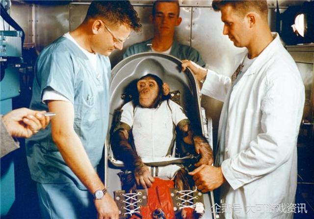 黑猩猩|这一只黑猩猩已经基因突变，差点变成人，它们与人类只差1.2％