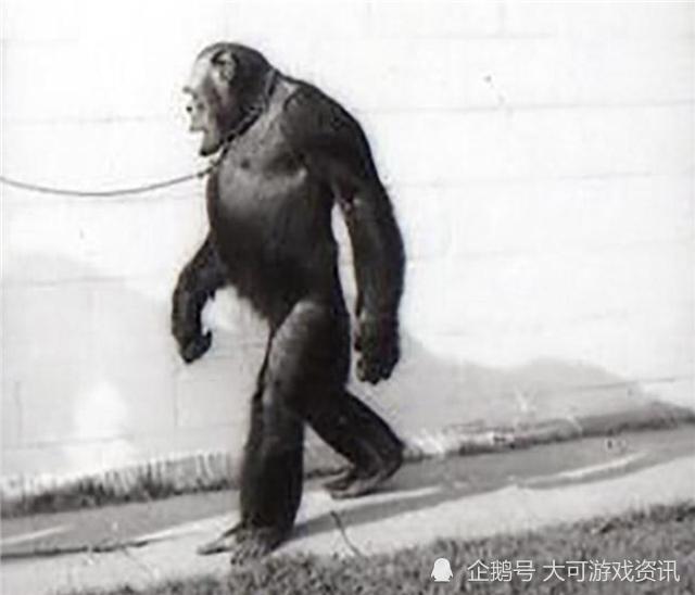 黑猩猩|这一只黑猩猩已经基因突变，差点变成人，它们与人类只差1.2％