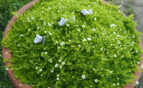 苔藓养不好,换爱尔兰苔草,剪一剪,叶子疯长!_腾讯新闻
