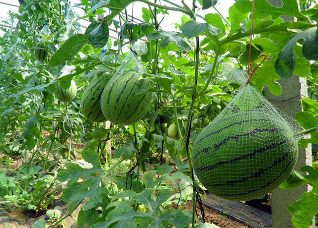 大棚西瓜高产用什么叶面肥?西瓜打什么叶面肥?促进西瓜生长用什么肥?