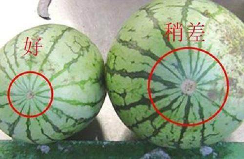 挑瓜看底部首先看瓜蒂,也就是西瓜头,如果瓜蒂是直直一条线,那就是是
