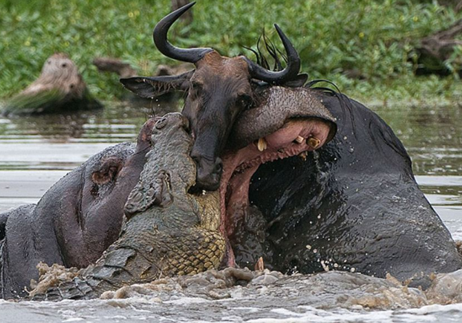 河马被鳄鱼发现,上去直接扯下河马一块肉,转身瞬间就害怕了!