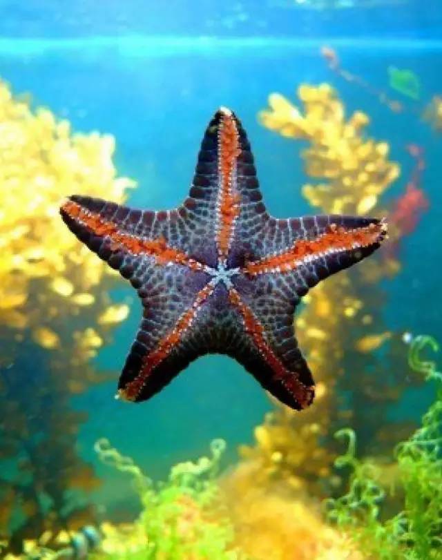 3,海星美西钝口梗是一种火蜥蜴,这种两栖动物是动物界的彼得·潘.